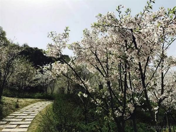 科威自控,团城山公园,樱花美景