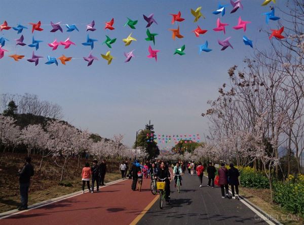 科威自控,团城山公园,樱花美景