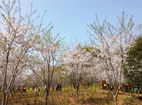 科威自控,团城山公园,樱花美景