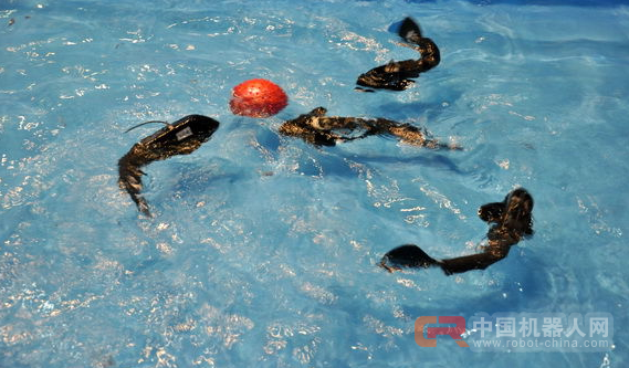 国际水中机器人大赛在合肥开赛 看机器鱼打水球