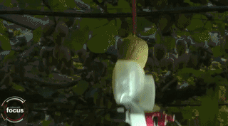 摘苹果机器人已出现,一台机器顶12个人!