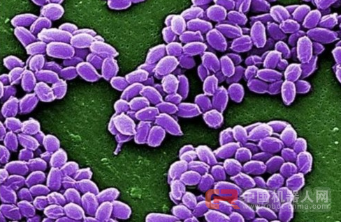 为打击生物恐怖活动 韩国科学家利用 AI 来检测炭疽