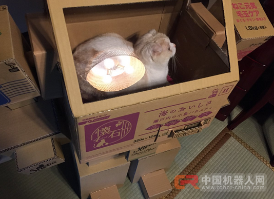 让爱猫化身喵驾驶员 这对夫妻用纸箱替它打造&ldquo;专属机器人&rdquo;