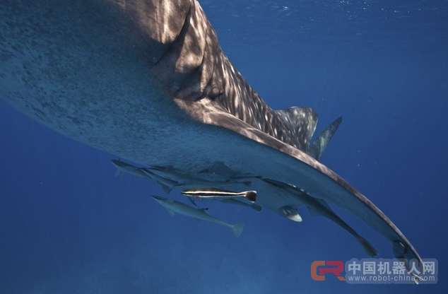 这个厉害！吸盘鱼仿生机器人或用于研究海洋生物