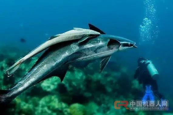 可“搭便车”的仿生机器鮣鱼诞生 用于海洋研究