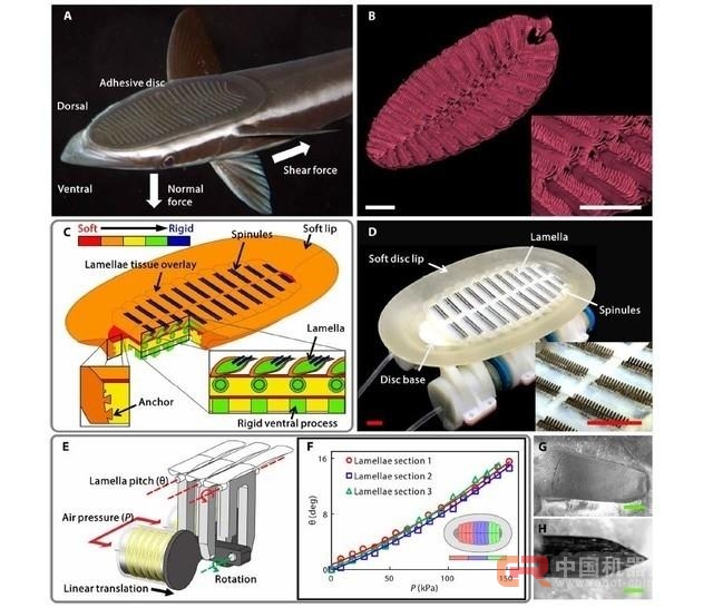 可“搭便车”的仿生机器鮣鱼诞生 用于海洋研究