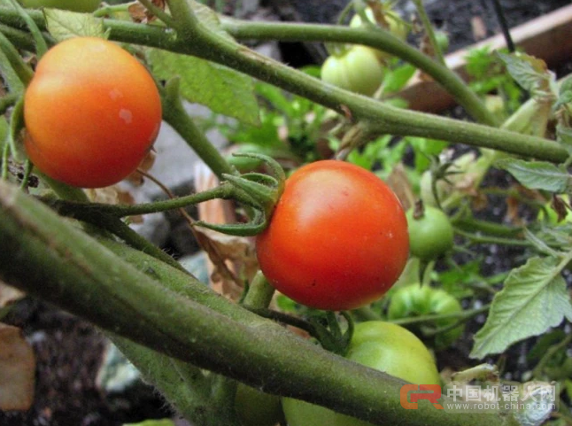 AI 赋能农业,解决地球人的吃饭问题