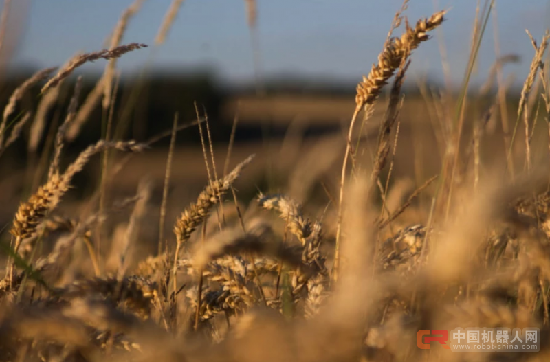 AI 赋能农业,解决地球人的吃饭问题
