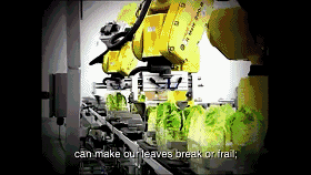 68台工业机器人日处理55万棵蔬菜,蔬菜工人面临下岗?