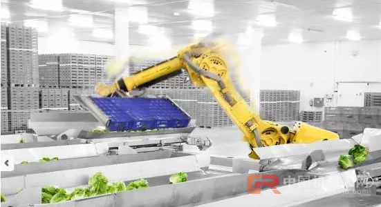 68台工业机器人日处理55万棵蔬菜,蔬菜工人面临下岗?