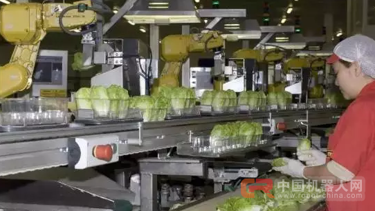 68台工业机器人日处理55万棵蔬菜,蔬菜工人面临下岗?