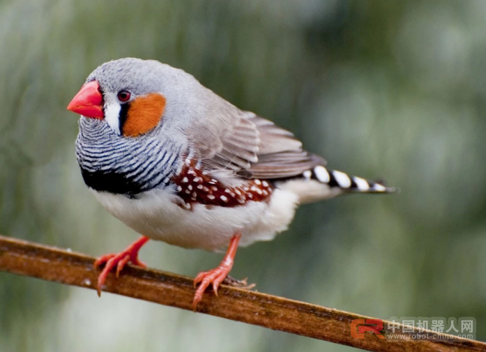 脑机结合新成果！研究人员能提前预测一只鸟要唱什么歌