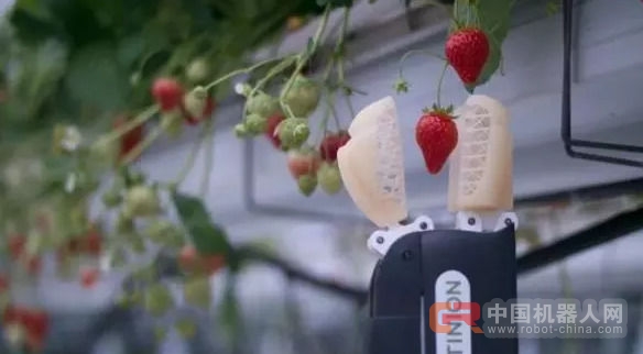 机器人能用机器视觉摘草莓 还能看出熟不熟