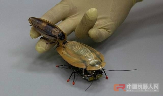这是一款能轻松翻转的带尾巴蟑螂机器人！