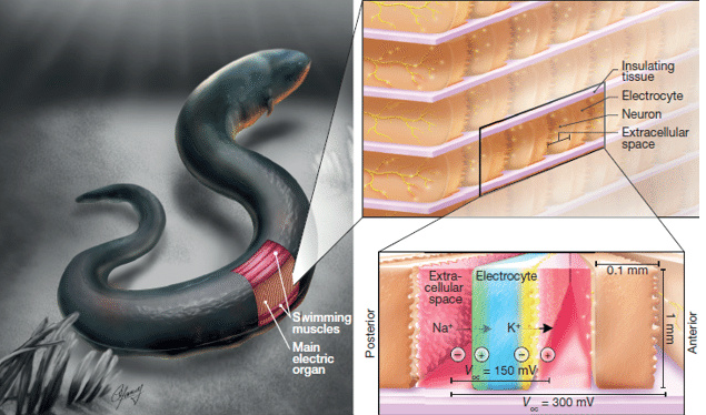 受电鳗启发的&ldquo;软体电池&rdquo;，为下一代软体机器人供能