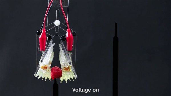科学家提出3种新型软体肌肉设计