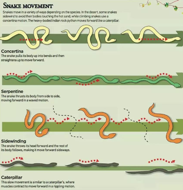 科学家揭开蛇&ldquo;直线运动&rdquo;奥秘，将助力研发搜救机器人
