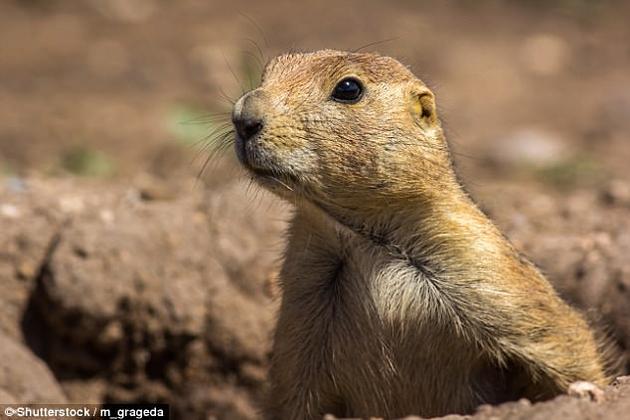 想和你的狗对话吗?十年内可借人工智能理解动物语言