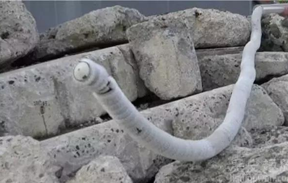 无人驾驶挺火,隔壁的机器蛇怎么样了?