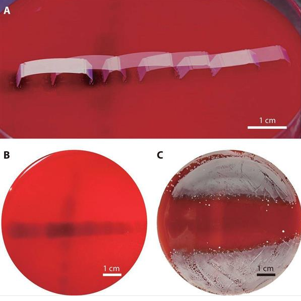 韩国研发神奇机器人 不用电池不用充电